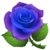 Flores e rosas 1 🌹 29