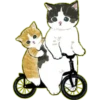 Lindos Gatitos💞1🇵🇪Clásica 30