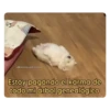 Decepcion 27
