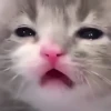 UwU 24