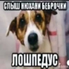 СЛЫШ НЮХАНИ БЕБРОЧКИ ЛОШПЕДУС