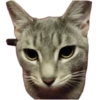 Cats🐱 5