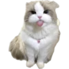 Enojado 6