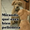 🧿Perro mirando🐕😎 4