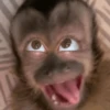🙊😜🔥 Funny Monkey 🔥😜🙊 6