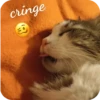 Cats🐱 6