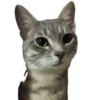 Cats🐱 7