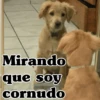 🧿Perro mirando🐕😎 5