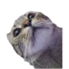 Cats🐱 9