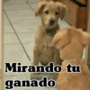 🧿Perro mirando🐕😎 6