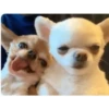🐶•🐈Parejitas🐈•🐶 (sticker.fan) 5