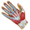 Fisioterapia y rehabilitación💞1🇵🇪Clásica 10