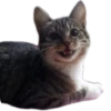 Cats🐱 10