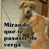 🧿Perro mirando🐕😎 7