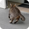 Cats🐱 11