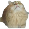 Cats🐱 12