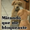 🧿Perro mirando🐕😎 8