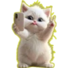 Gato bebé💞3🇵🇪Clásica 11