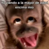 🙊😜🔥 Funny Monkey 🔥😜🙊 11