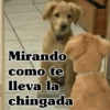 🧿Perro mirando🐕😎 9