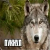 ПУКНУЛ
