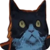 Cats🐱 14