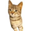 Cats🐱 15