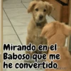 🧿Perro mirando🐕😎 10