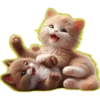 Gato bebé💞3🇵🇪Clásica 17