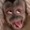🙊😜🔥 Funny Monkey 🔥😜🙊 17