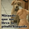 🧿Perro mirando🐕😎 11
