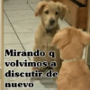 🧿Perro mirando🐕😎 12