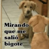 🧿Perro mirando🐕😎 13