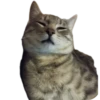 Cats🐱 17