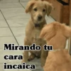 🧿Perro mirando🐕😎 14