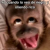 🙊😜🔥 Funny Monkey 🔥😜🙊 21