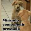 🧿Perro mirando🐕😎 15