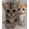 🐶•🐈Parejitas🐈•🐶 (sticker.fan) 11