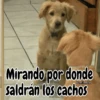🧿Perro mirando🐕😎 16