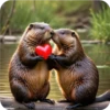 A.Capybara 188👩🏻‍🎨 Img.1712 19