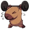 capibara 15