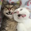 🐶•🐈Parejitas🐈•🐶 (sticker.fan) 13