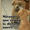 🧿Perro mirando🐕😎 17
