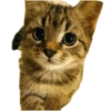 Cats🐱 20