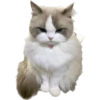 Enojado 22