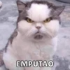 Enojado 23