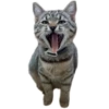 Cats🐱 21