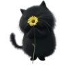 Gatitos❥☯︎ͫ6🇲🇽Clásica 21
