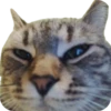 Cats🐱 22