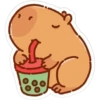 capibara 16